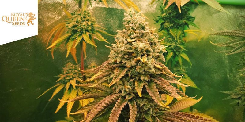 Sherbet Queen Von Royal Queen Seeds