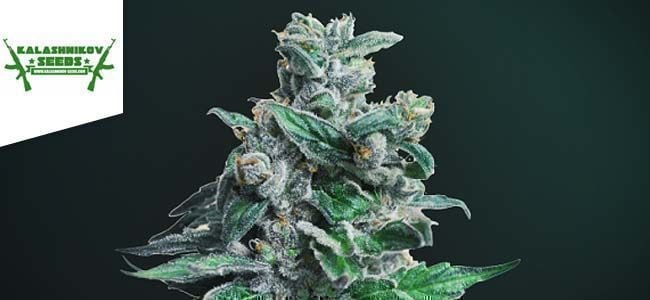 Moscow Blueberry Kush (Kalashnikov Seeds)