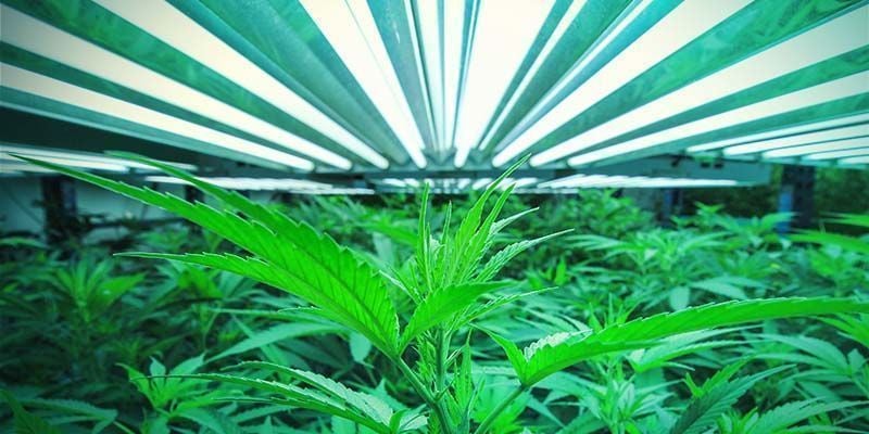 OPTIMALER LICHTABSTAND ZU CANNABISPFLANZEN