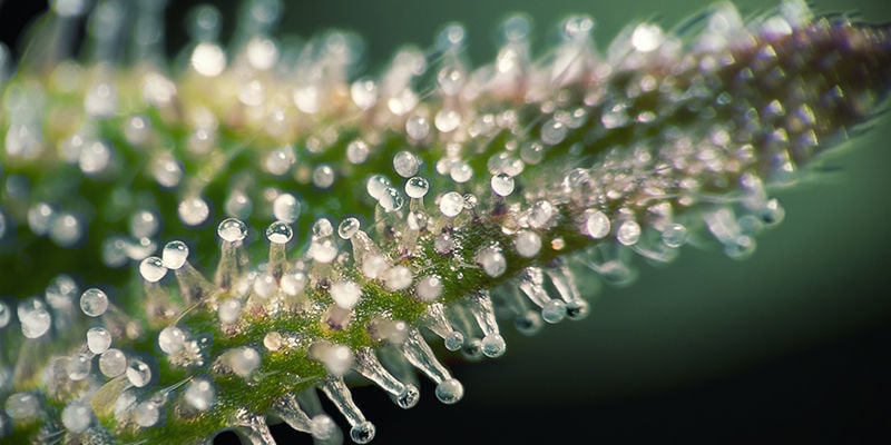 Was Sind Trichome?