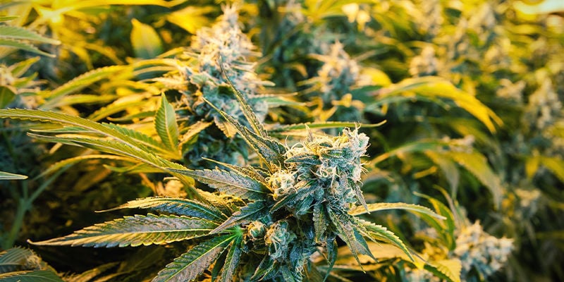 Anordnung Von Cannabispflanzen