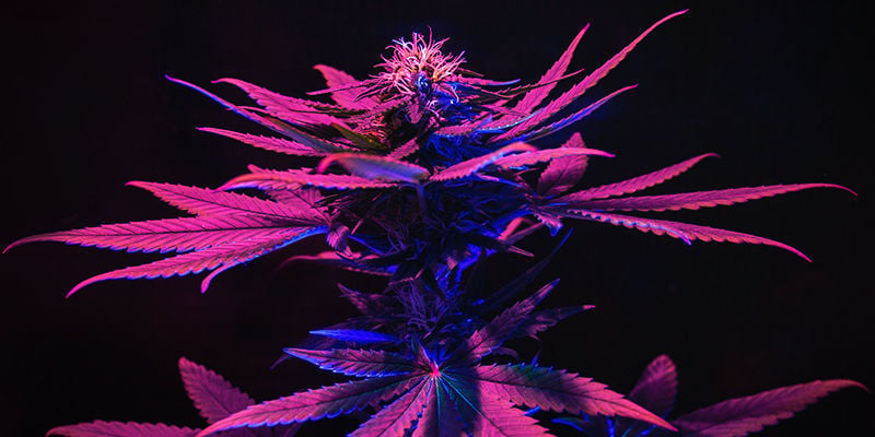 Nutze Beim Anbau Von Cannabis Das Lichtspektrum Zu Deinem Vorteil