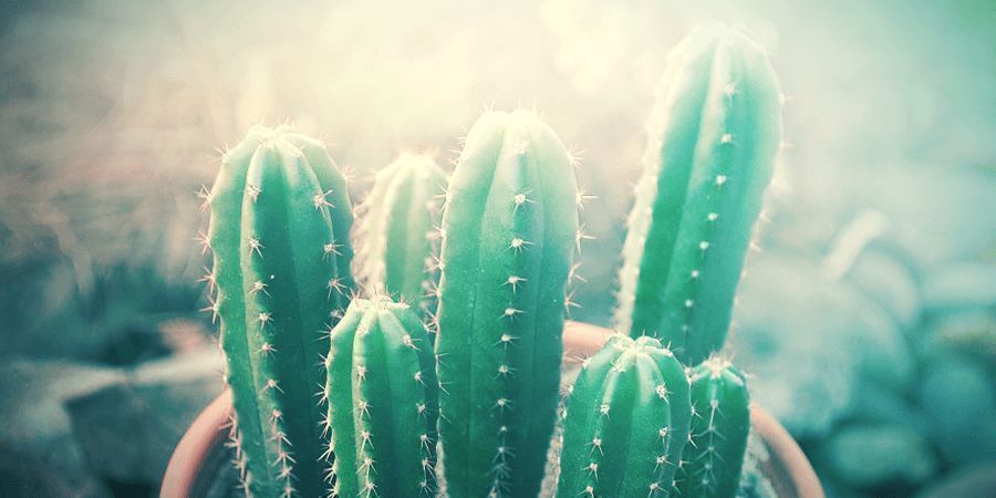zu viel sonne ist schlecht für deinen san-pedro-kaktus