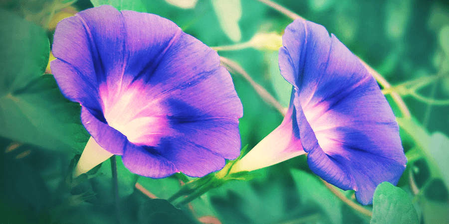 Himmelblaue Prunkwinde