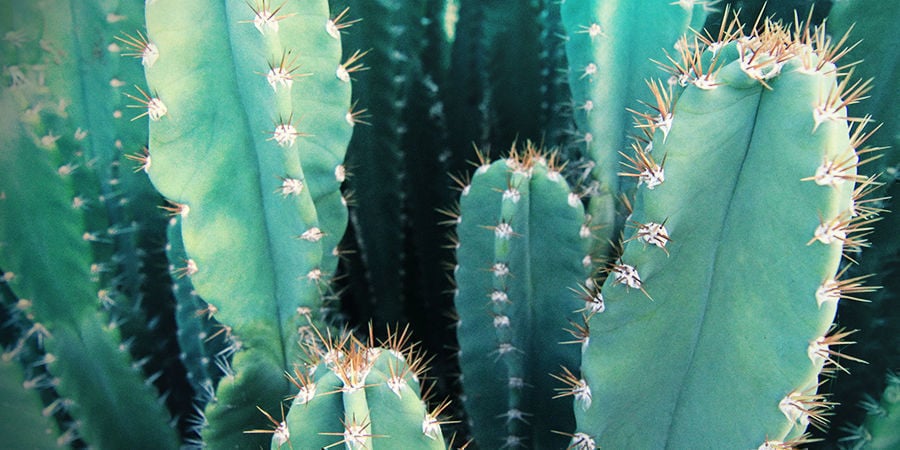 San-Pedro-Kaktus
