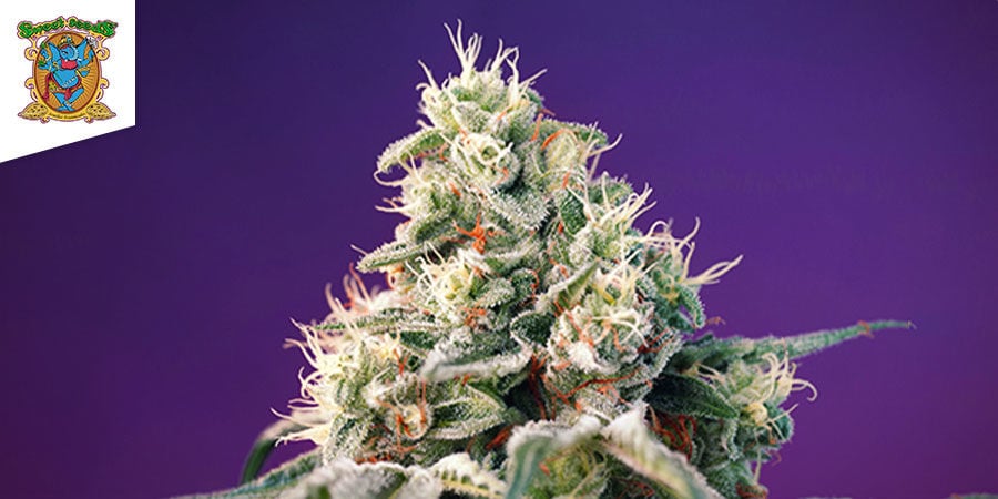 Bruce Banner Auto Von Sweet Seeds