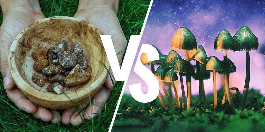 WAS IST DER UNTERSCHIED ZWISCHEN MAGIC TRUFFLES UND MUSHROOMS?