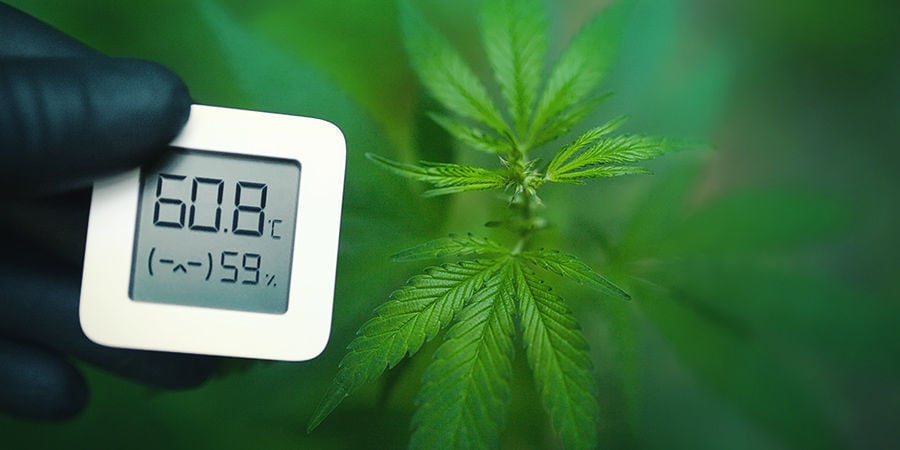 Kann Schimmliges Weed Gerettet Werden?