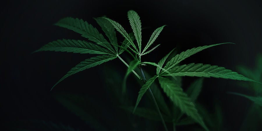 dunkelphase cannabis pflanzen