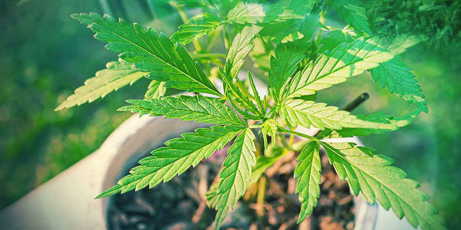 Blühende Cannabis Pflanze