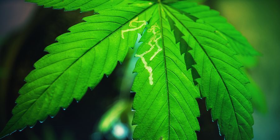 Häufige Probleme Im Cannabisgarten