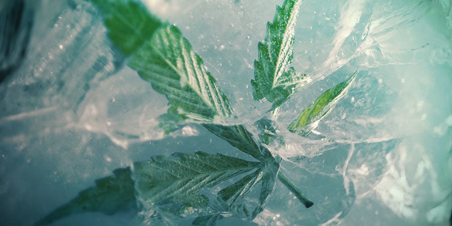 Kann Man Cannabis Einfrieren?