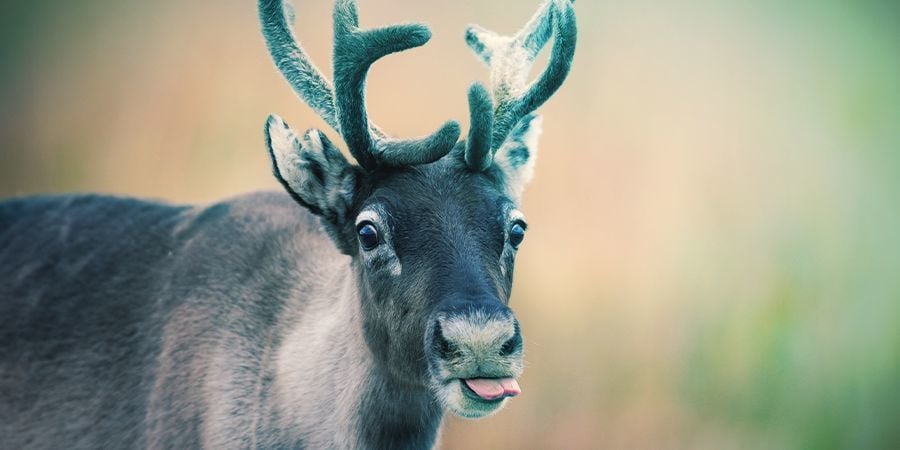 Rentier Die Es Lieben Sich Zu Berauschen - Fliegenpilz