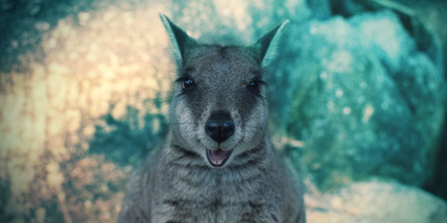 Wallabies Die Es Lieben Sich Zu Berauschen - Opium