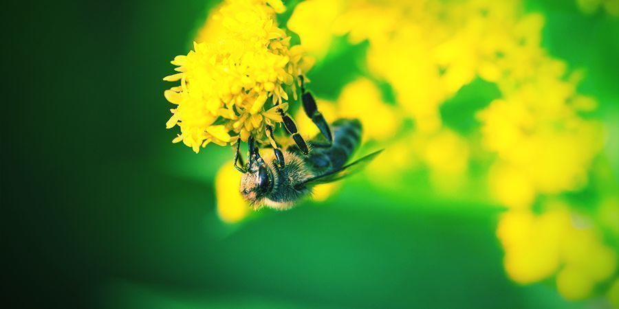 Bienen Die Es Lieben Sich Zu Berauschen - Alkohol