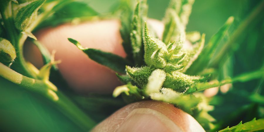 DER CANNABISANBAU MIT SAMEN: NACHTEILE