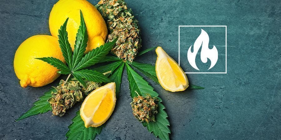 CANNABINOIDE, TERPENE, TEMPERATUREN & DU