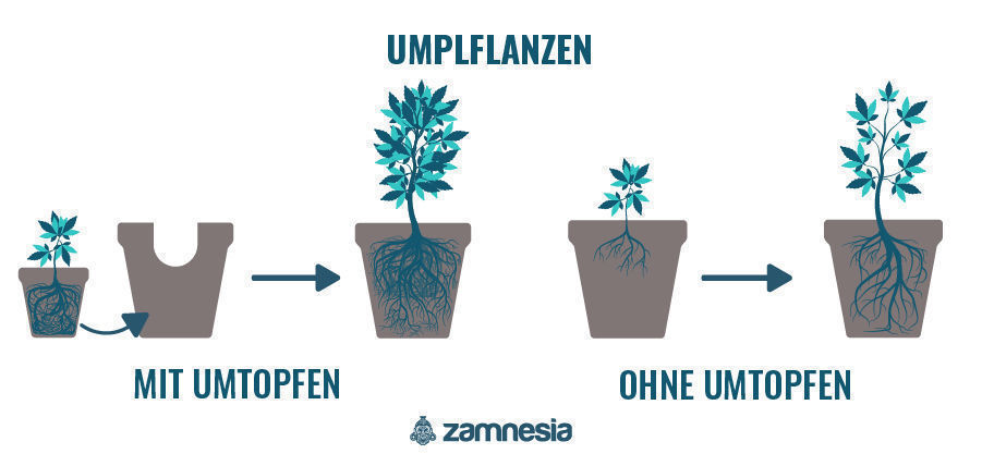 Umpflanzen Cannabispflanze