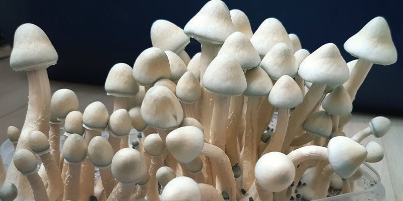 Magic Mushrooms: Wann ist der richtige Erntezeitpunkt?