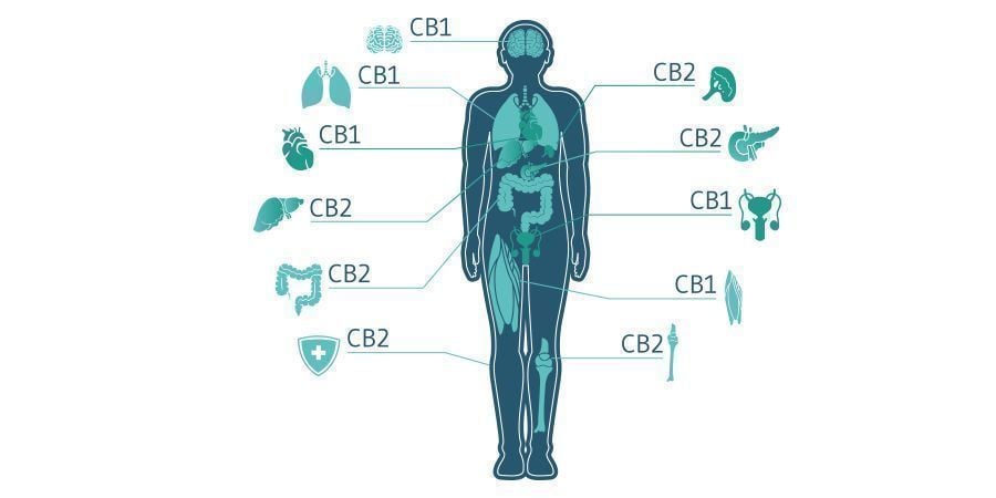 Wird CBC In Der Cannabis-medizin Zukünftig Eine Rolle Spielen?