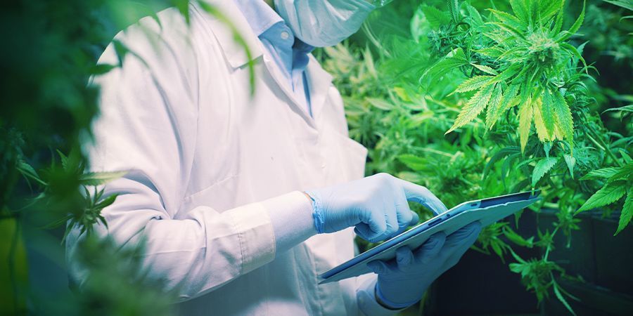 ZUKÜNFTIGE STUDIEN WERDEN IN DER CANNABISWELT EINEN PLATZ FÜR CBDA SCHAFFEN