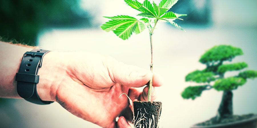 STECKLINGE AUS CANNABIS BONSAI-MUTTERPFLANZEN SCHNEIDEN