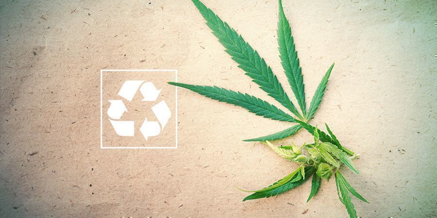 Cannabis Und Die Umwelt