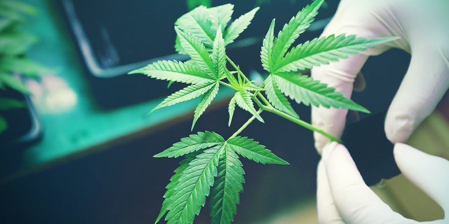 Was Nützt Einem Heirloom-Cannabis?