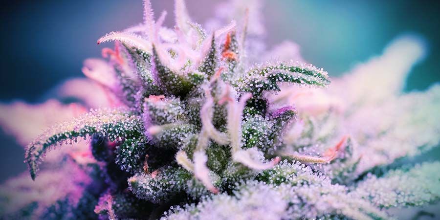 Purple Punch: Popularität Und Interessante Fakten