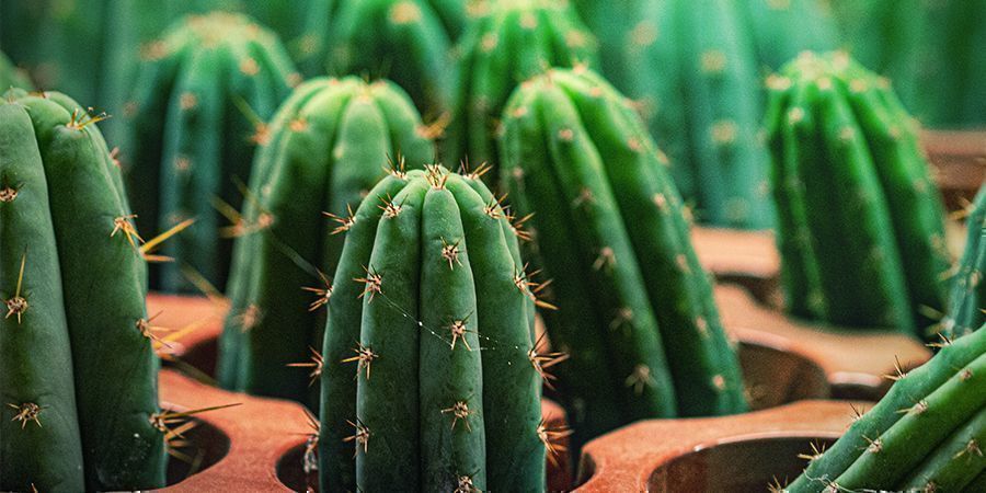 Der Peruanische Stangenkaktus Hat 10 Mal Mehr Meskalin Als Der San Pedro Kaktus