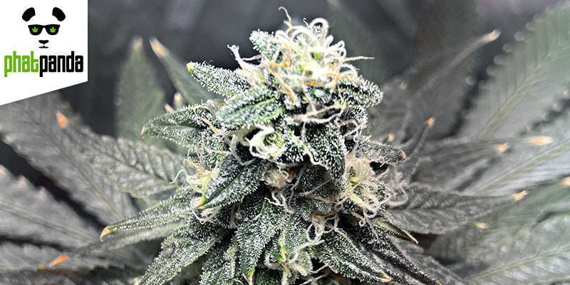 GREASE MONKEY VON PHAT PANDA SEEDS