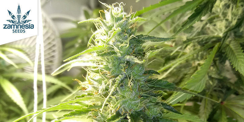 Gelato von Zamnesia Seeds