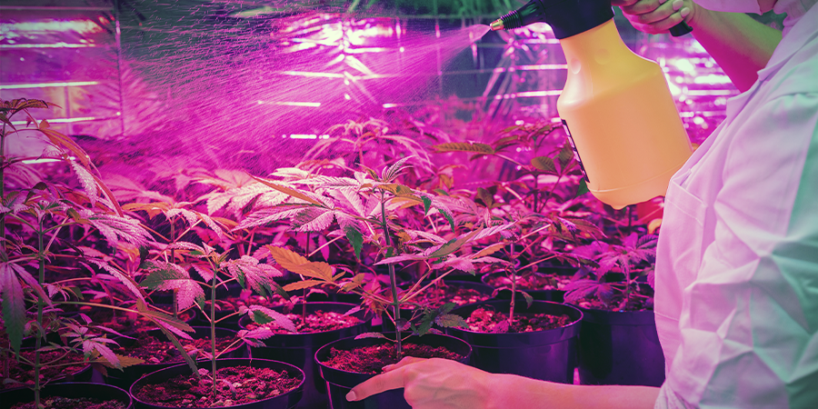 Der Cannabisanbau Ist Nicht Immer Sauber