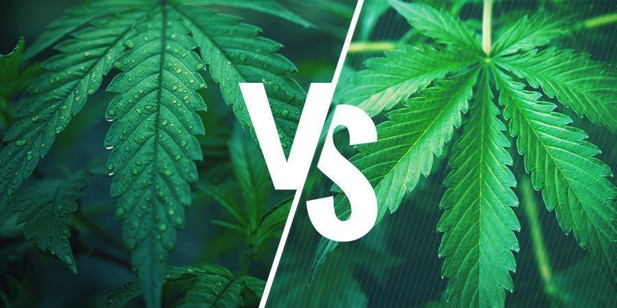 Indica Vs. Sativa – Die Wahl Der Richtigen Sorte Für Deine Cannabisesswaren