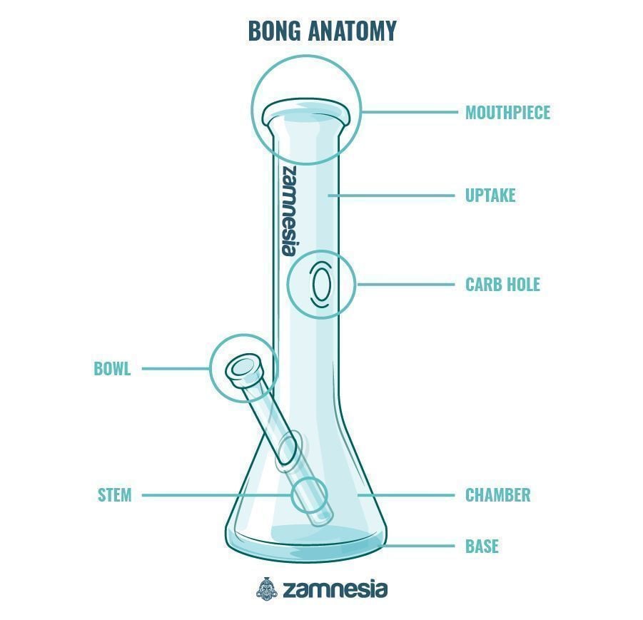 ANATOMY INFOGRAPHIC