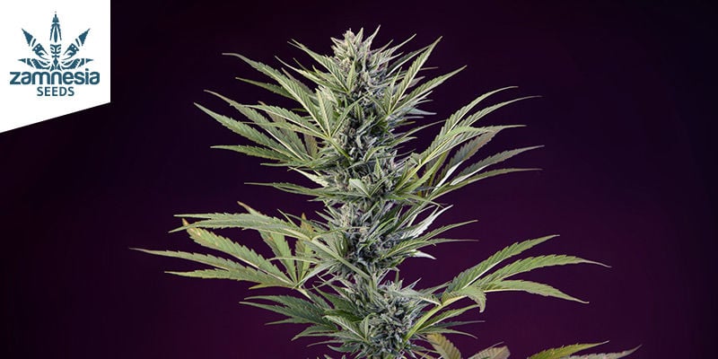 Sticky Beast Automatic (Zamnesia Seeds)