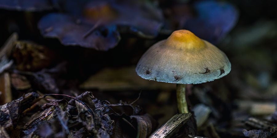 BEKOMMEN ALLE PSILOCYBIN-PILZE BLAUE DRUCKSTELLEN?