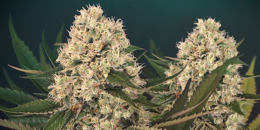 BLACK ZKITTLEZ: DIE GENETISCHE ENTWICKLUNG