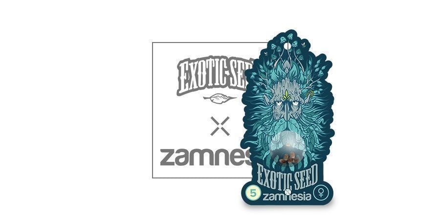 Black Zkittlez (Exotic Seed X Zamnesia) Feminisiert