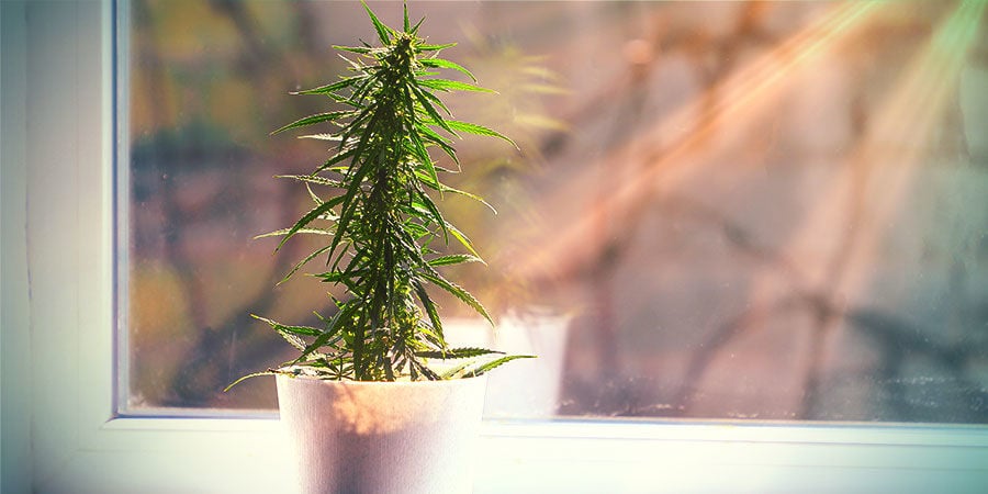 Was Man Von Außerhalb Eines Grow Rooms Angebautem Cannabis Erwarten Kann