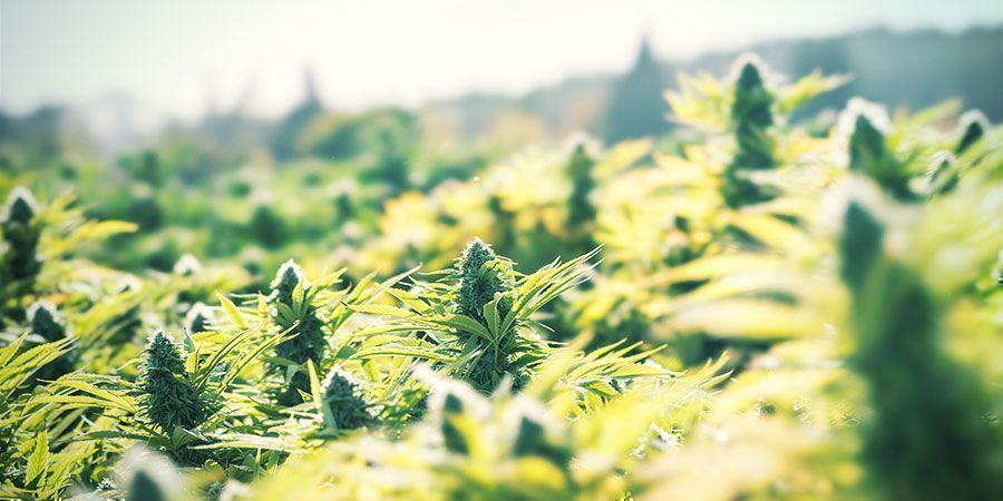 Baue Cannabis im Freien an, um auf einfache Weise Geld zu sparen