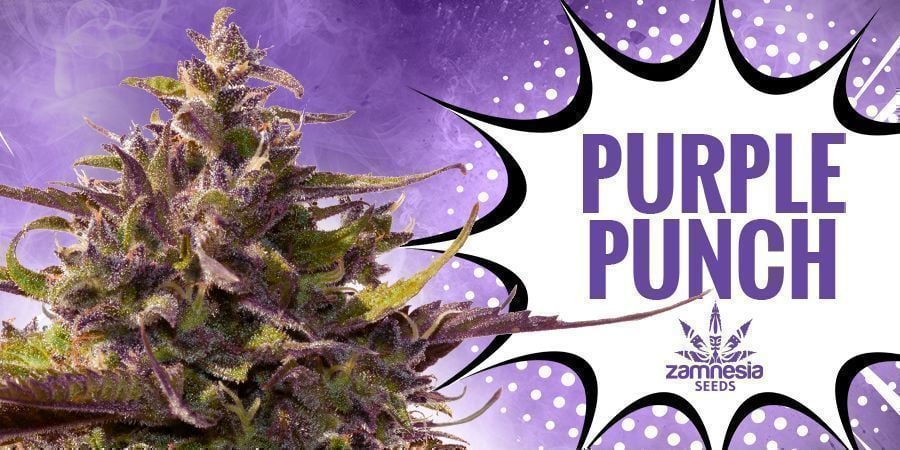 Purple Punch (Zamnesia Seeds)