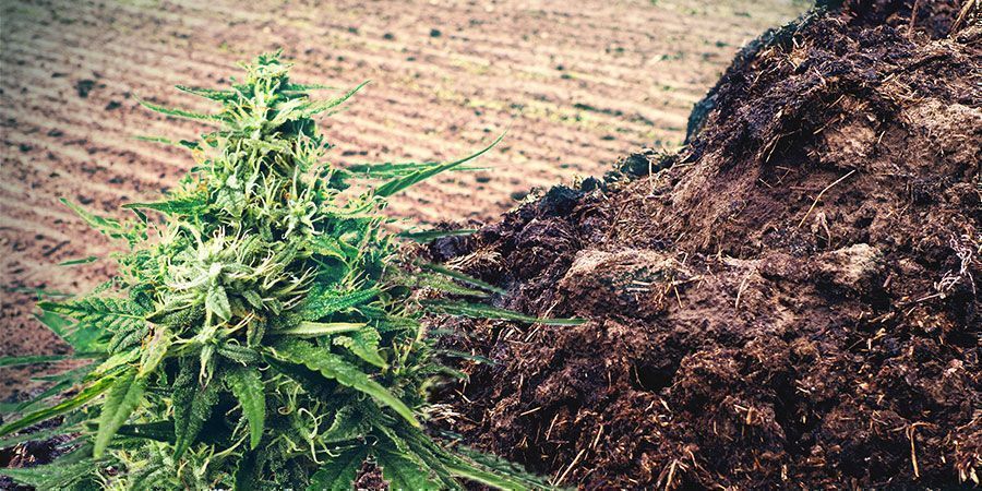 Mist Und Urin Dünger Cannabis