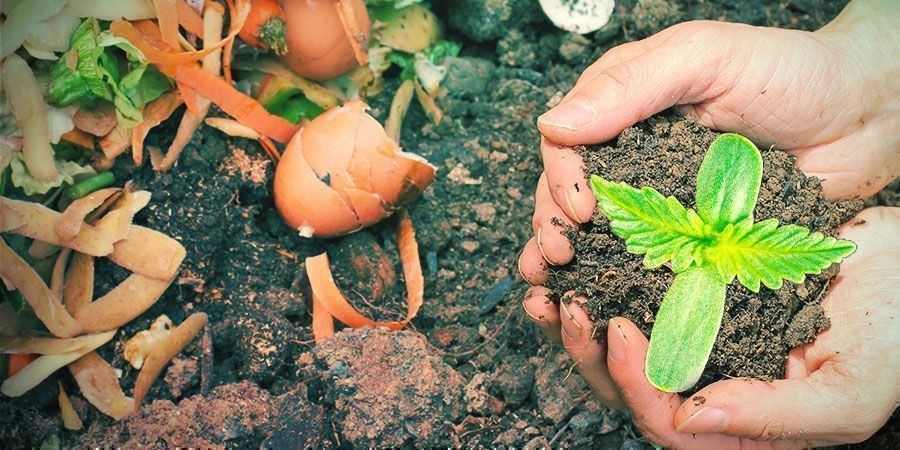 DIE BESTEN HAUSGEMACHTEN DÜNGER FÜR CANNABIS