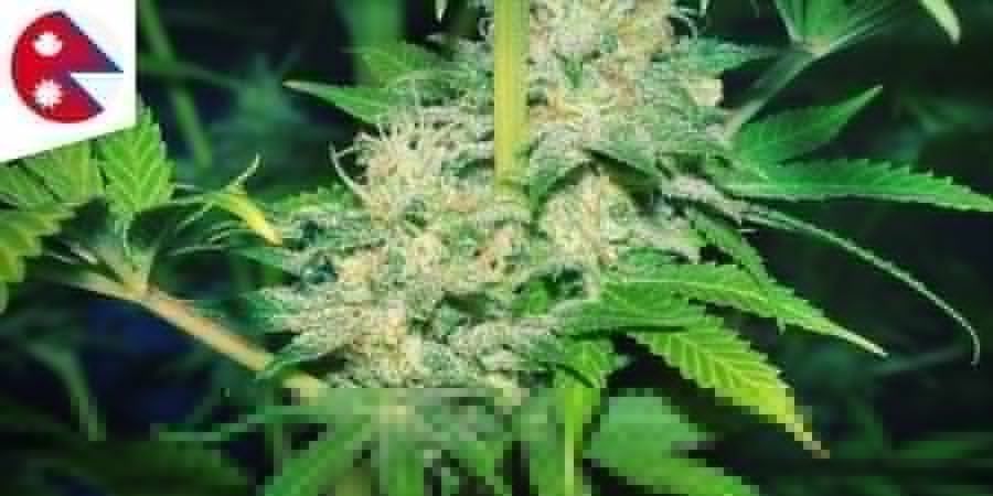 NEPALESISCH Cannabis