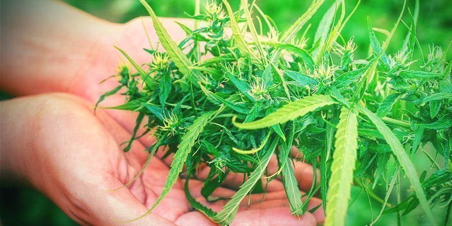 Warum Ist Die Ernte Eine Entscheidende Phase Des Cannabisanbaus?