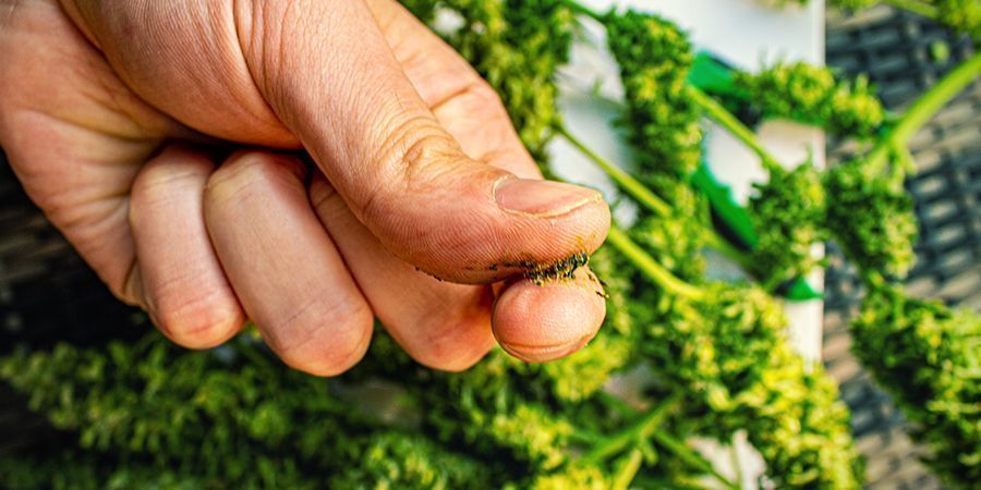 Welche Cannabissorten Eignen Sich Am Besten Für Die Herstellung Von Jelly Hash?
