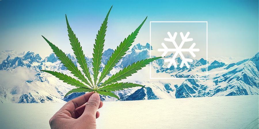 Top 10 Cannabis-Samen für den Anbau im Gebirge