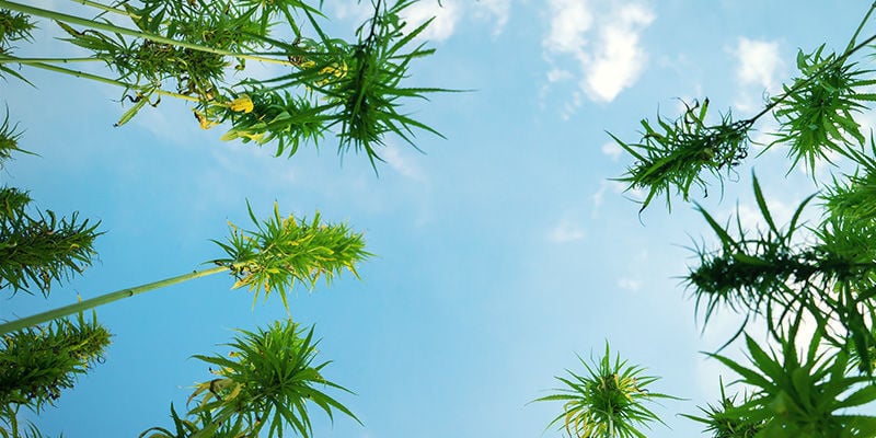 Wie man große Cannabispflanzen anbaut