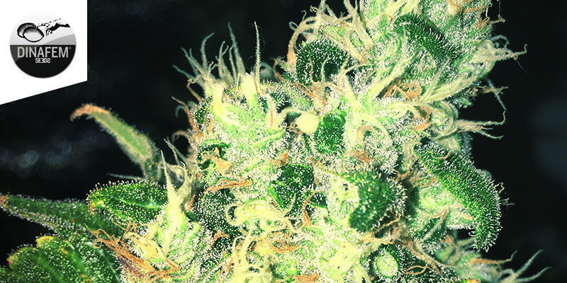 Special Queen 1 Von Royal Queen Seeds